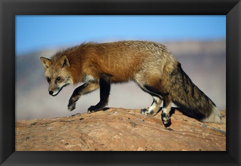 Framed Red Fox On Hilltop Print