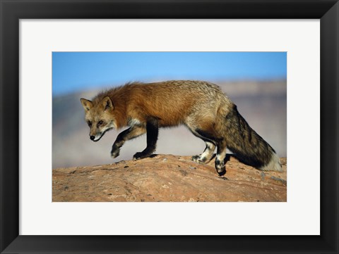 Framed Red Fox On Hilltop Print