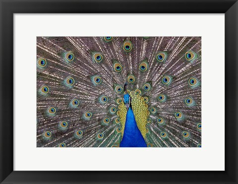 Framed Peacock bird displaying feathers, portrait. Print