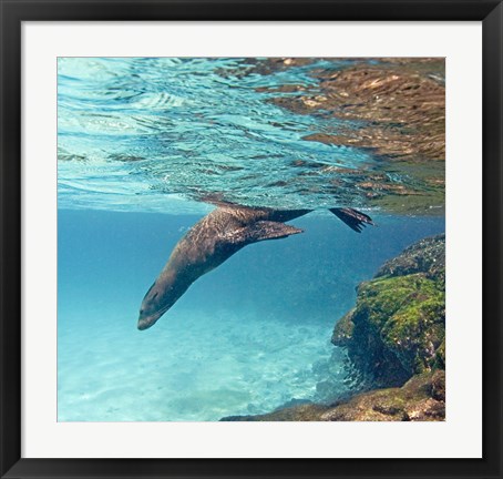 Framed Galapagos sea lion (Zalophus wollebaeki) swimming underwater, Galapagos Islands, Ecuador Print