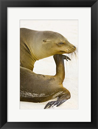 Framed Galapagos Sea Lion (Zalophus wollebaeki), Galapagos Islands, Ecuador Print