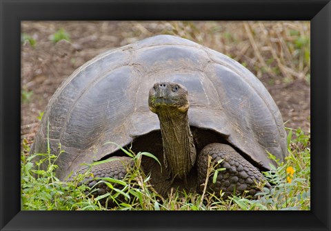 Framed Close-up of a Galapagos Giant tortoise (Geochelone elephantopus), Galapagos Islands, Ecuador Print