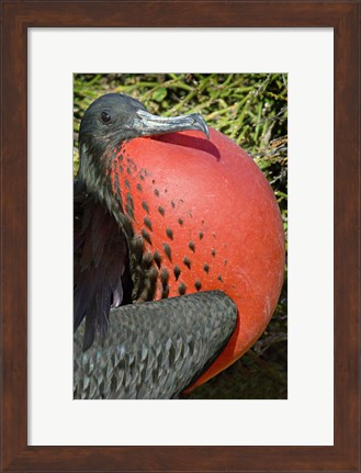 Framed Close-up of a Magnificent Frigatebird (Fregata magnificens), Galapagos Islands, Ecuador Print