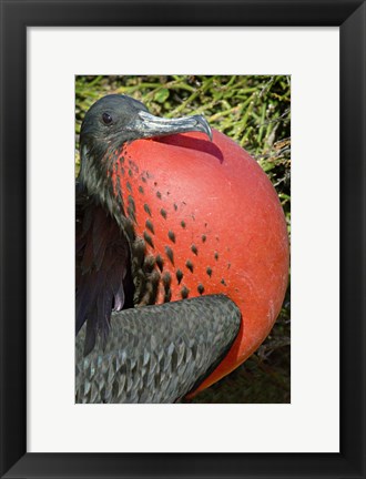 Framed Close-up of a Magnificent Frigatebird (Fregata magnificens), Galapagos Islands, Ecuador Print