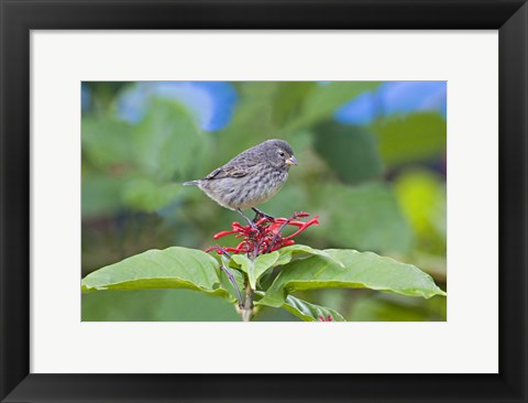 Framed Close-up of a Small Ground-finch (Geospiza fuliginosa) perching on a plant, Galapagos Islands, Ecuador Print