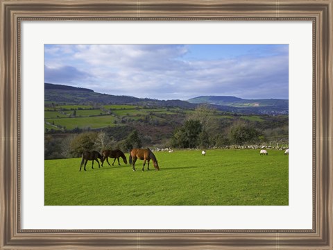 Framed Horses and Sheep in the Barrow Valley, Near St Mullins, County Carlow, Ireland Print