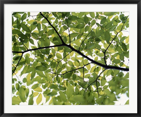 Framed Backlit green tree branch Print