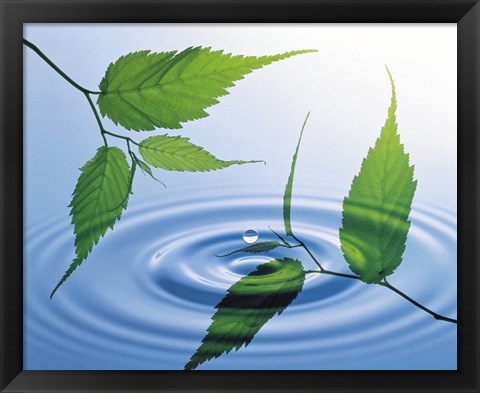 Framed Two branches with green leaves floating above blue water ripples Print