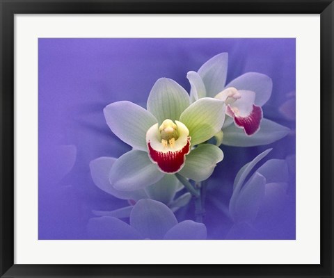 Framed Waxy white orchids with fuchsia centers floating in purple water Print