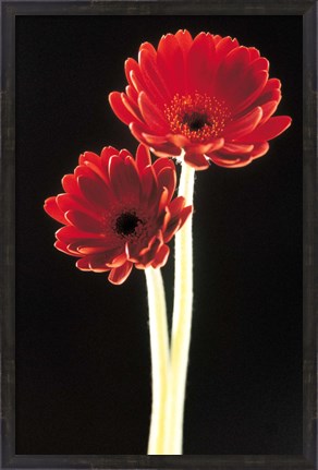 Framed Close up of two deep red flowers with white stems on black background Print