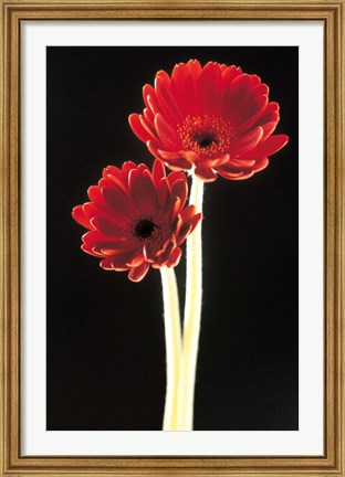 Framed Close up of two deep red flowers with white stems on black background Print