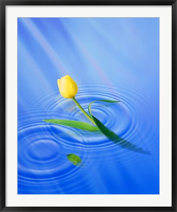 Framed Single yellow tulip rising from water ripples Print