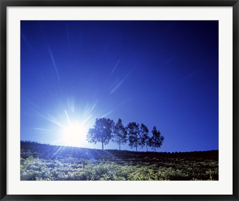 Framed Silhouette with trees in sparse field back lit by white sun Print