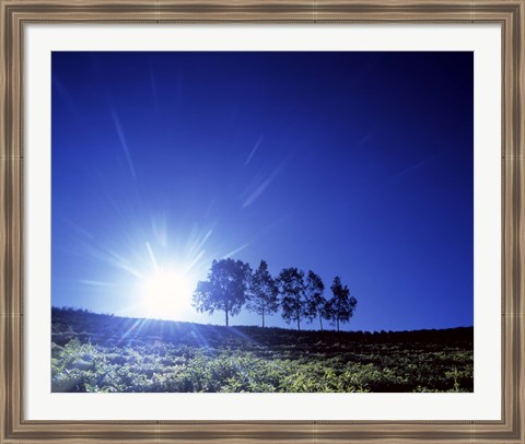 Framed Silhouette with trees in sparse field back lit by white sun Print