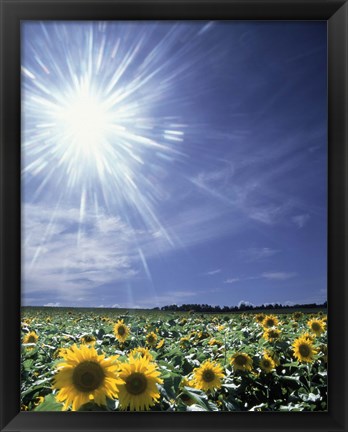 Framed Bright burst of white light above field of sunflowers Print