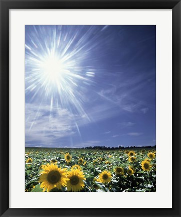 Framed Bright burst of white light above field of sunflowers Print