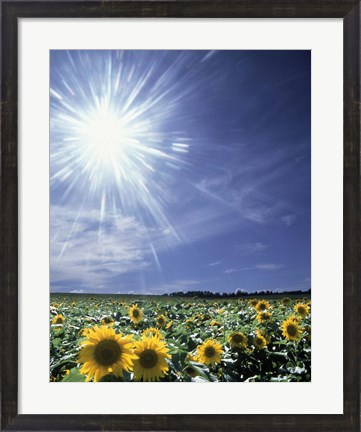 Framed Bright burst of white light above field of sunflowers Print