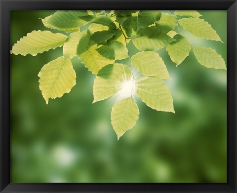 Framed Spring Green Leaves Print