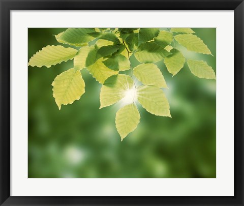 Framed Spring Green Leaves Print