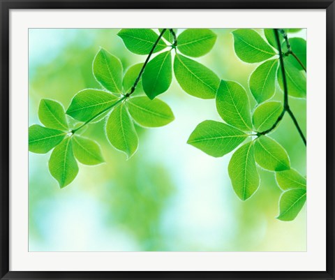 Framed Selective focus close up of green leaves hanging from tree Print