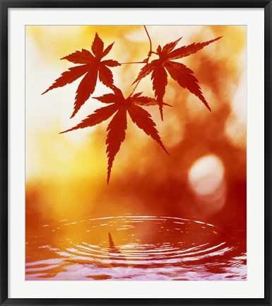 Framed Selective focus of red leaves above water ripples Print