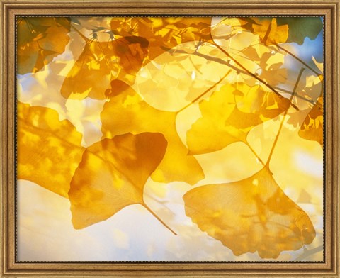 Framed Selective focus close up of golden yellow autumn leaves Print