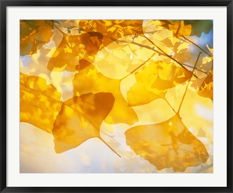 Framed Selective focus close up of golden yellow autumn leaves Print