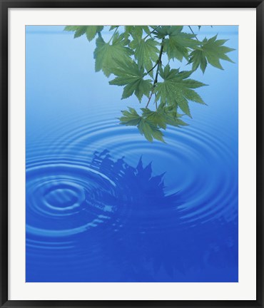 Framed Branch with green leaves suspended over deep blue water with rings and reflection Print