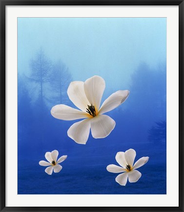 Framed Three white orchids floating in foggy blue sky with silhouette of trees in background Print