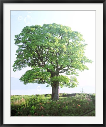 Framed Single green tree standing in field with blue sky Print