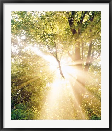 Framed Burst of white light through green trees Print