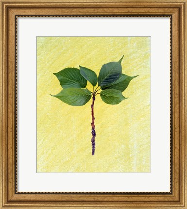 Framed Close up of green leaves with brown branch on pale yellow Print
