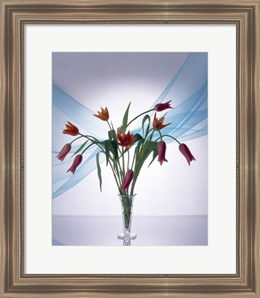 Framed Long stemmed bouquet of dark pink tulips in a small vase draped with light blue sheer fabric Print