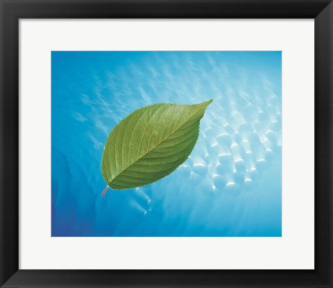 Framed Single green leaf above blue water with lights Print