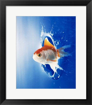 Framed Orange, yellow and white fish flying through water splash Print