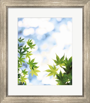 Framed Green leaves on mottled cloudy sky Print