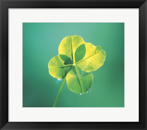 Framed Close up of green leaf sprig on dark teal Print