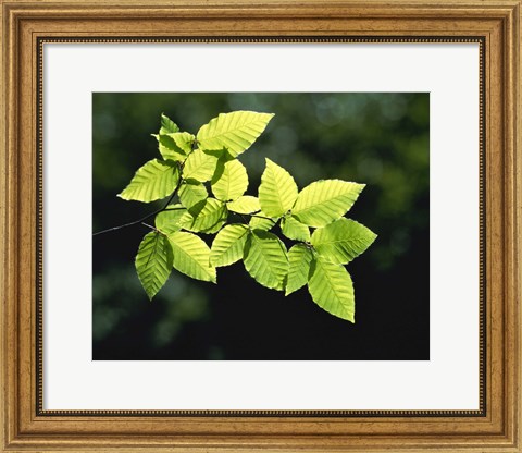 Framed Striped Leaves on Branch Print