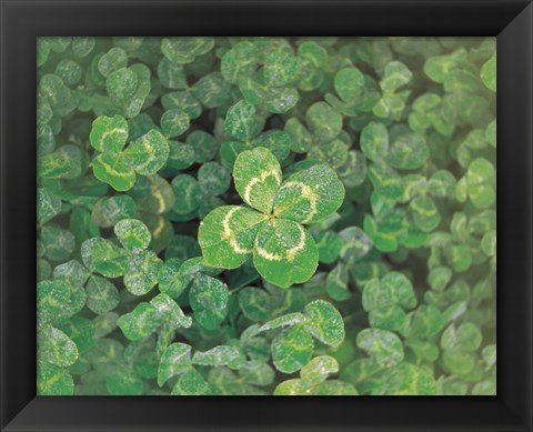 Framed Close up of green clover Print