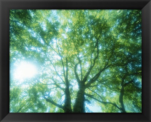 Framed Selective focus trees in forest Print