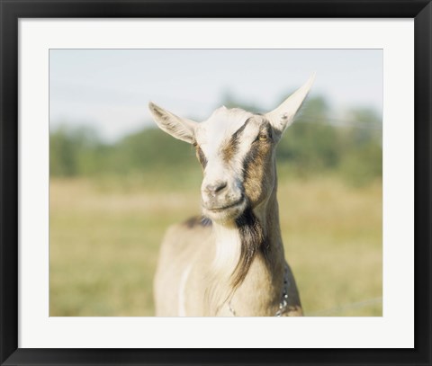 Framed Close-up of a goat, goat cheese farm, Vancouver, Washington Print