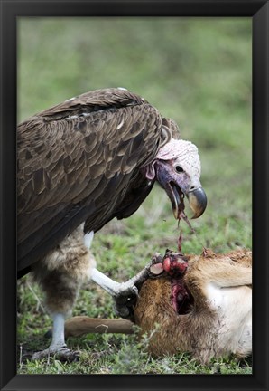 Framed Lappet-Faced vulture (Torgos tracheliotus) eating a wildebeest calf, Masai Mara National Reserve, Kenya Print