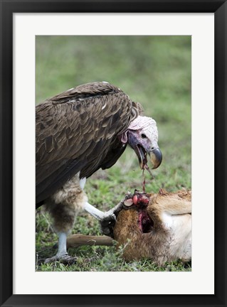 Framed Lappet-Faced vulture (Torgos tracheliotus) eating a wildebeest calf, Masai Mara National Reserve, Kenya Print