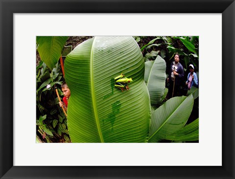 Framed Close-up of a Red-Eyed Tree frog (Agalychnis callidryas) sitting on a banana leaf, Costa Rica Print