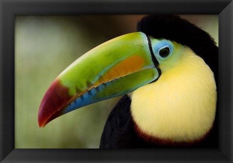 Framed Close-up of Keel-Billed toucan (Ramphastos sulfuratus), Costa Rica Print