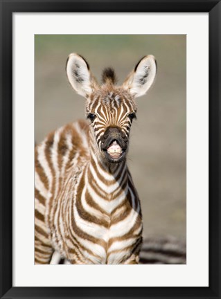 Framed Close-up of a Burchell&#39;s zebra foal (Equus burchelli), Ngorongoro Crater, Ngorongoro, Tanzania Print