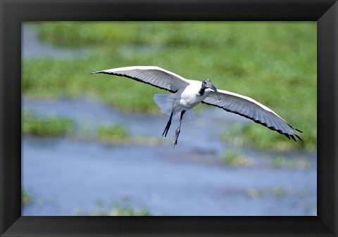 Framed Sacred ibis (Threskiornis aethiopicus) in flight, Ngorongoro Crater, Ngorongoro, Tanzania Print