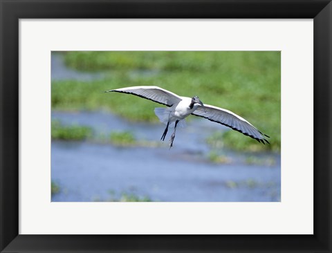 Framed Sacred ibis (Threskiornis aethiopicus) in flight, Ngorongoro Crater, Ngorongoro, Tanzania Print