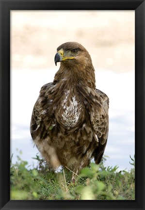 Framed Close-up of a Tawny Eagle (Aquila rapax), Ndutu, Ngorongoro, Tanzania Print