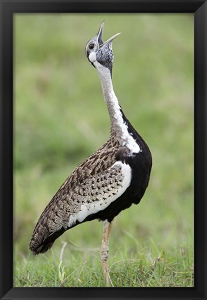 Framed Black-Bellied bustard (Lissotis Melanogaster) calling in a field, Ngorongoro Crater, Ngorongoro, Tanzania Print